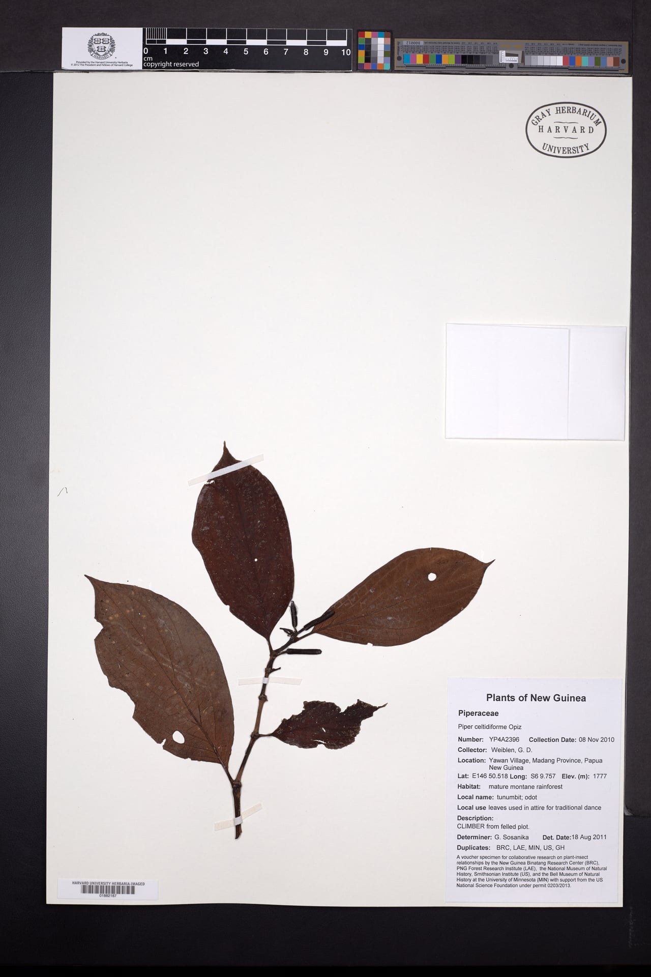Piper celtidiforme