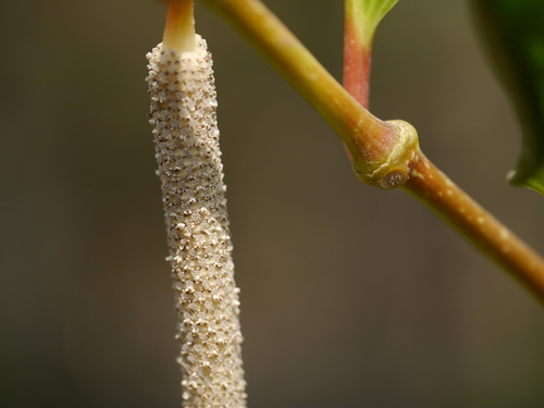 Piper cubeba (Pepper Cubeb) — photo