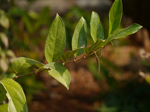 Piper cubeba (Pepper Cubeb) — photo