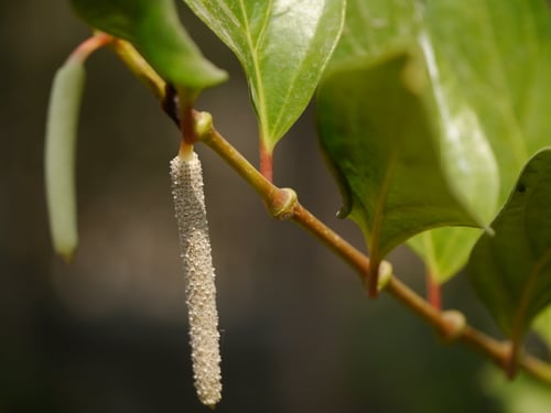 Piper cubeba