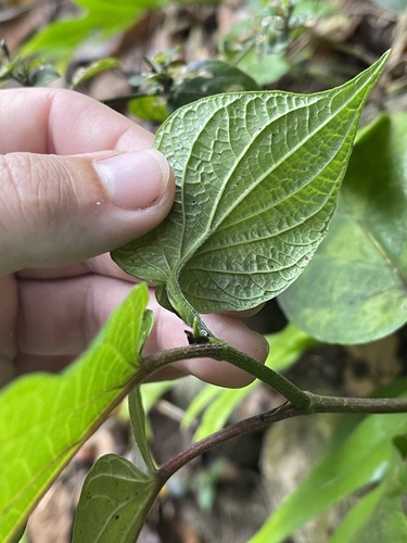 Piper dilatatum — photo