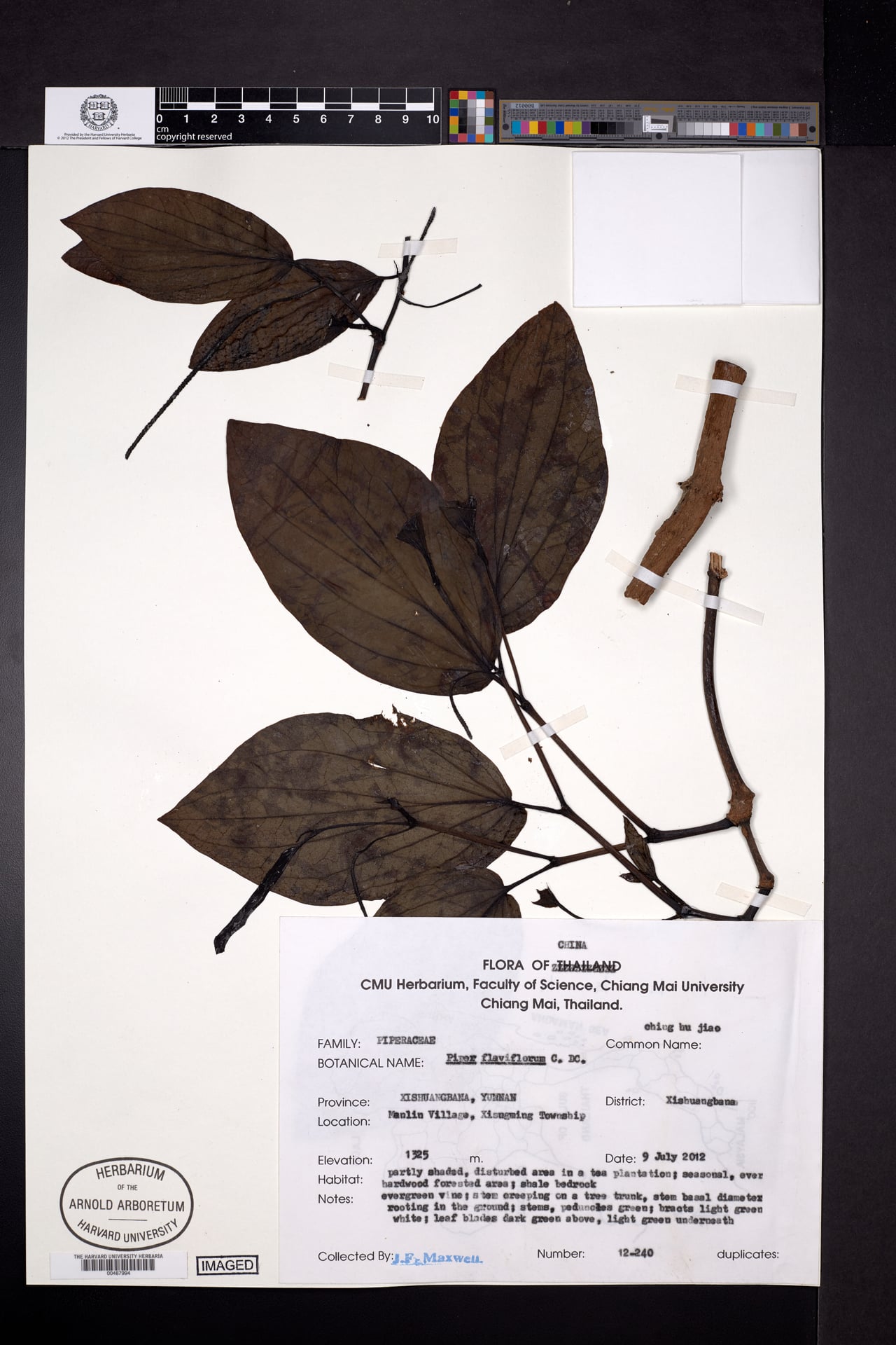 Piper flaviflorum — photo