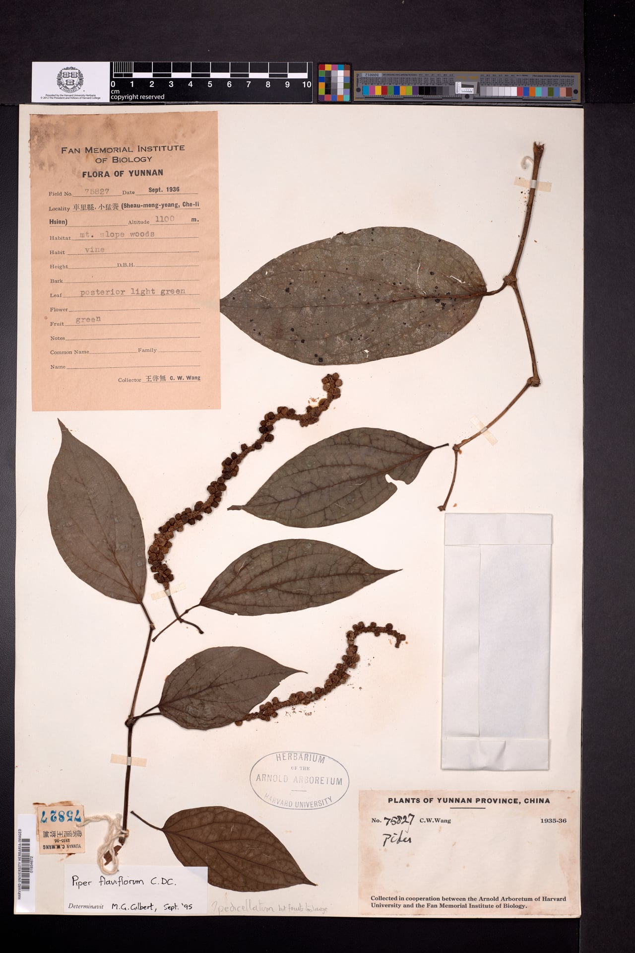 Piper flaviflorum — photo