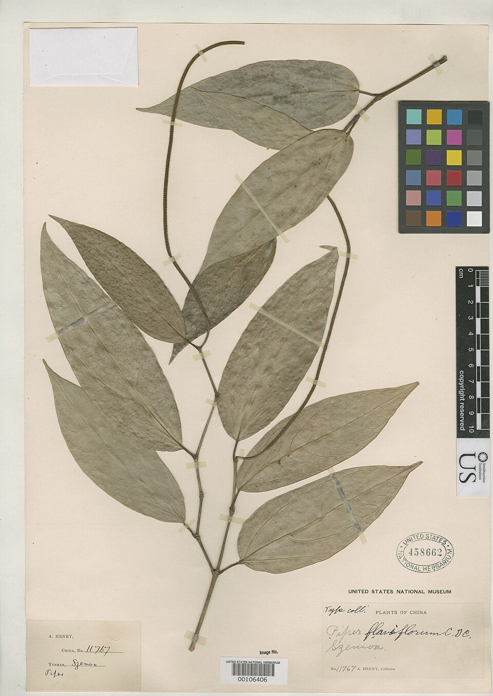 Piper flaviflorum