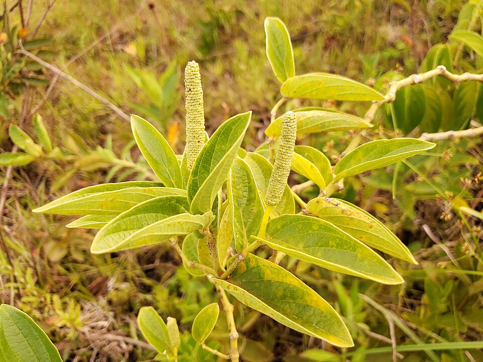 Piper fuligineum