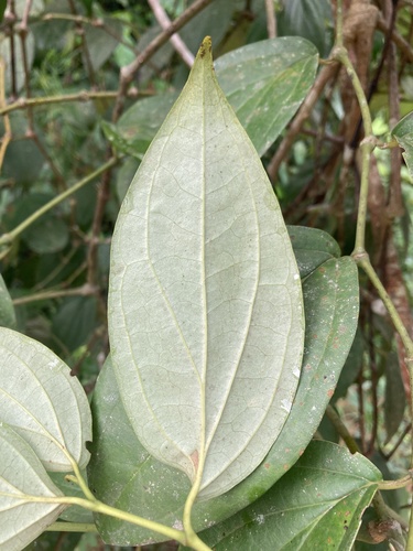 Piper guineense (Guinea pepper) — photo
