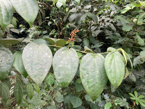Piper guineense (Guinea pepper) — photo
