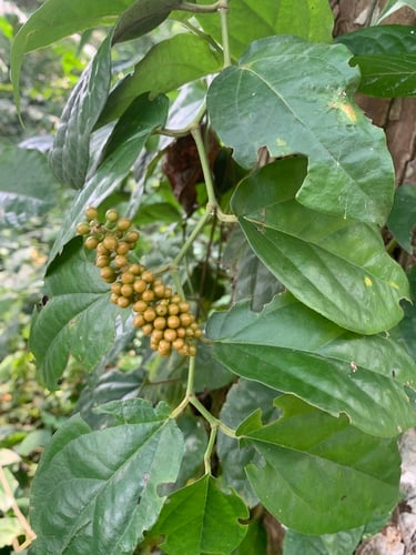 Piper guineense