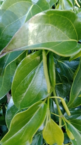 Piper hederaceum (Australian pepper-vine) — photo