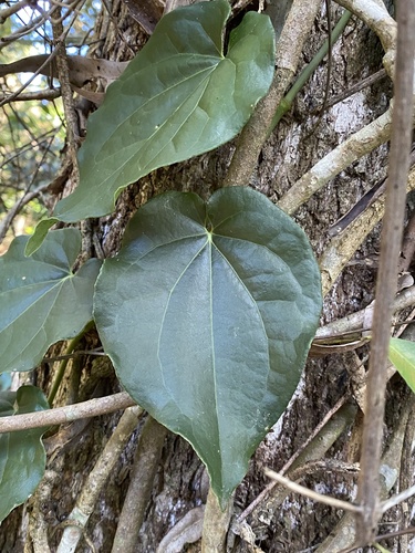 Piper hederaceum (Australian pepper-vine) — photo