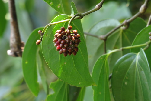Piper hederaceum