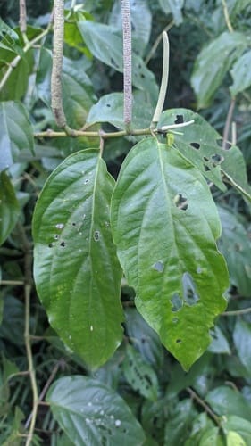 Piper hieronymi (Matico) — photo