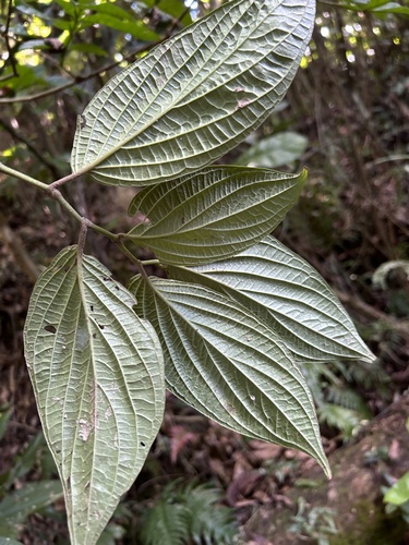 Piper hispidum (Hoya santa) — photo