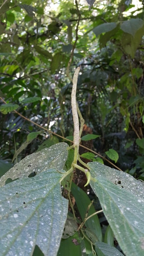 Piper hispidum (Hoya santa) — photo
