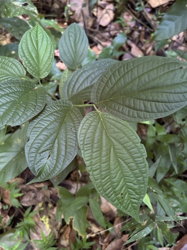 Piper hispidum