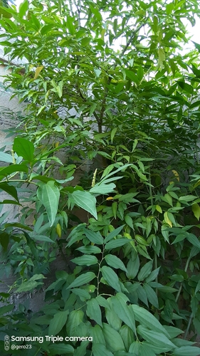 Piper longifolium (Long leaf pepper) — photo