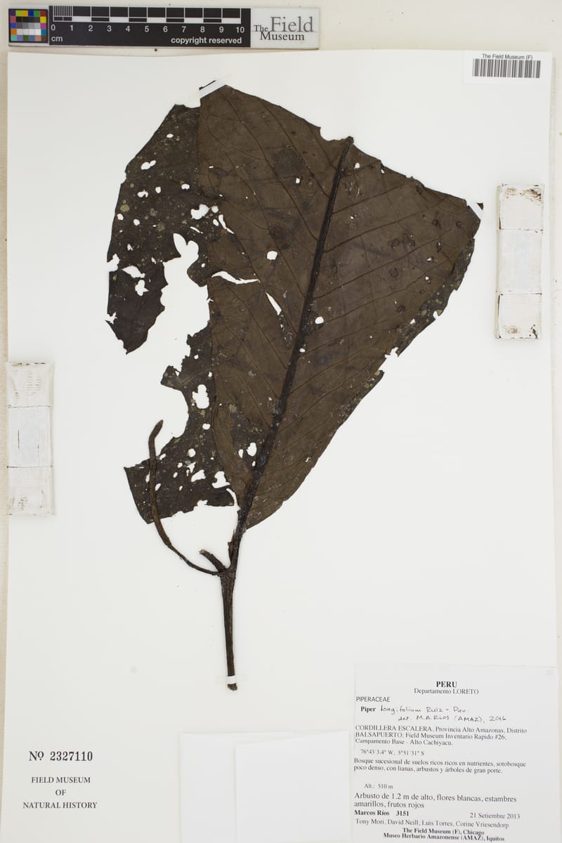 Piper longifolium (Long leaf pepper) — photo