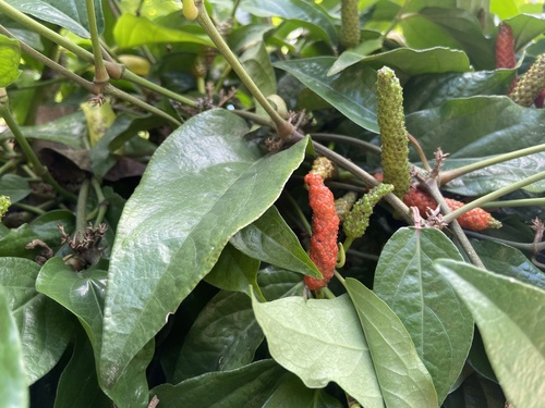 Piper longum (Long pepper) — photo