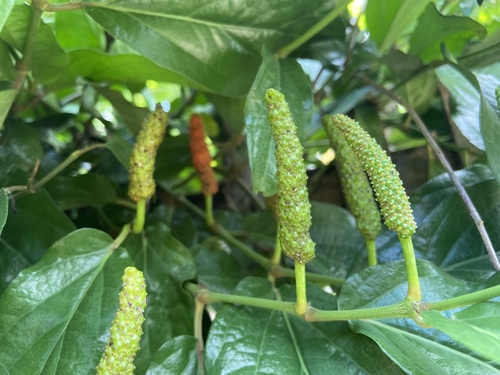 Piper longum (Long pepper) — photo
