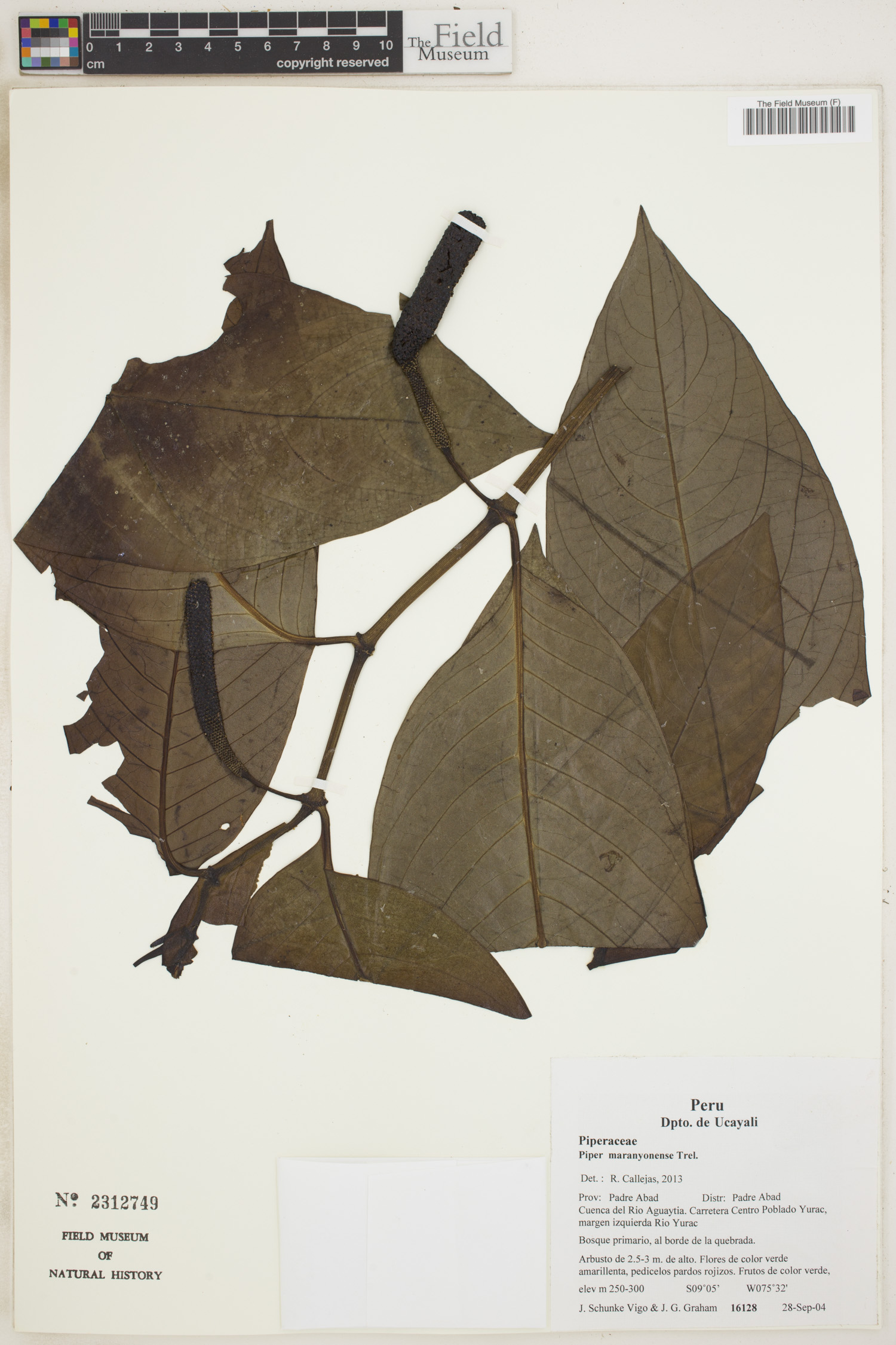 Piper maranyonense