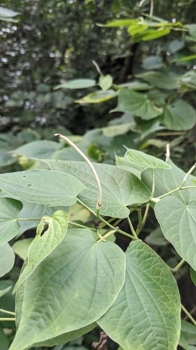Piper marginatum (Marigold pepper) — photo