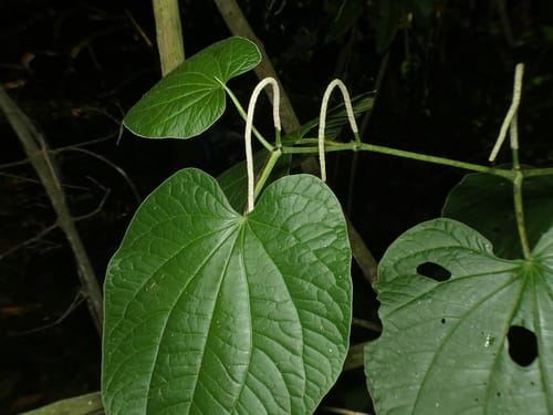 Piper marginatum (Marigold pepper) — photo