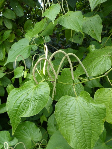Piper marginatum