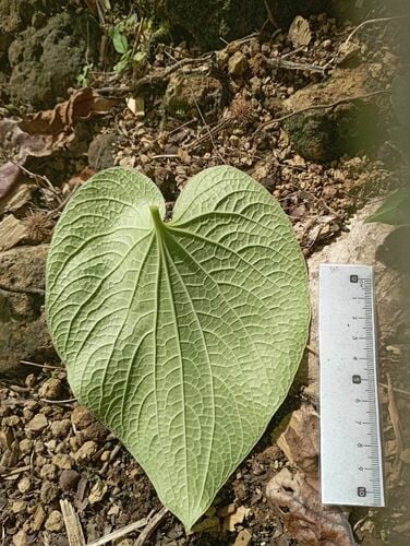 Piper methysticum (Kava) — photo