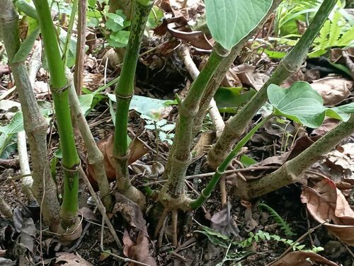 Piper methysticum (Kava) — photo
