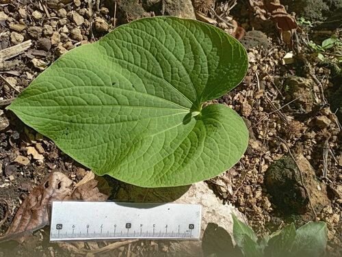 Piper methysticum