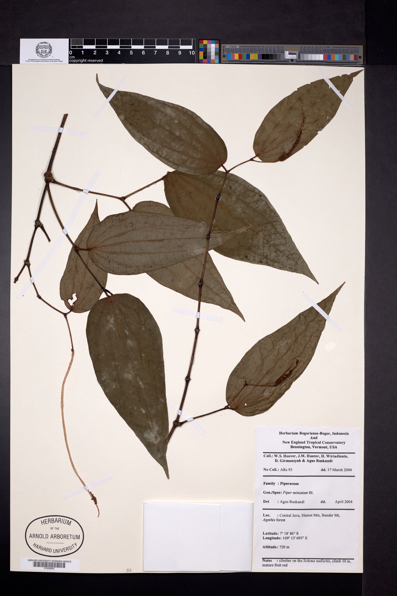 Piper miniatum