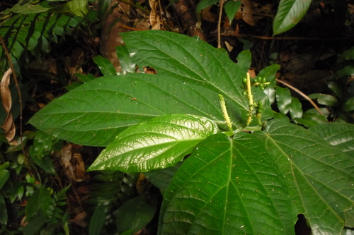 Piper muricatum — photo