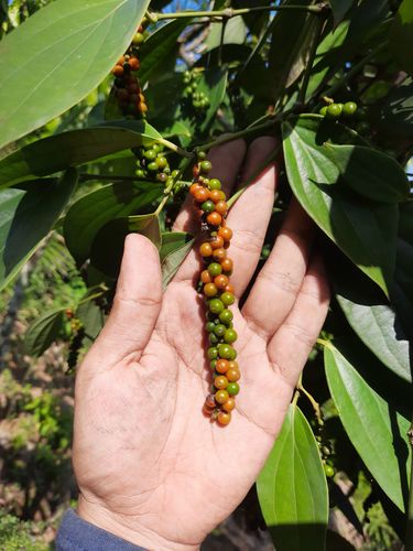 Piper nigrum (Pepper) — photo