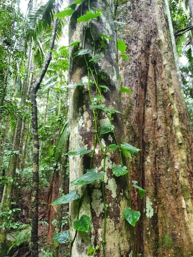 Piper novae-hollandiae (Native pepper) — photo