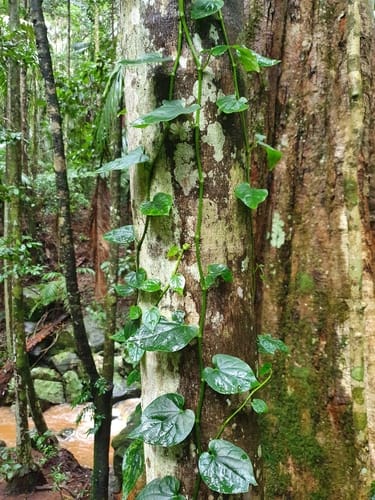Piper novae-hollandiae (Native pepper) — photo