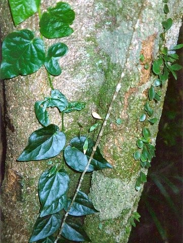 Piper novae-hollandiae