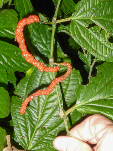 Piper pedicellatum — photo