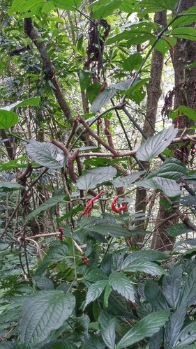 Piper pedicellatum — photo