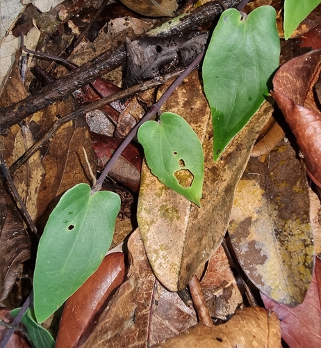 Piper pedicellosum — photo