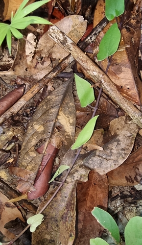 Piper pedicellosum — photo