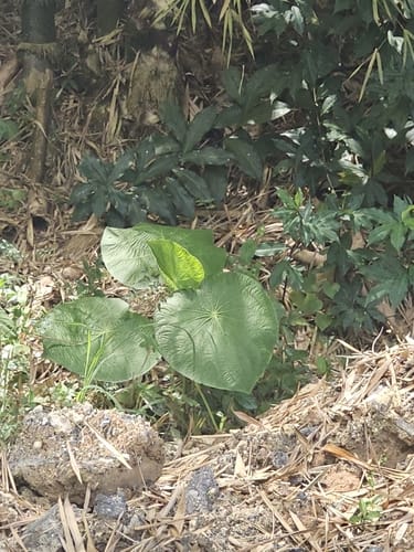 Piper peltatum (Lizard's tail pepper) — photo