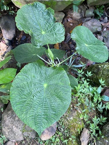 Piper peltatum (Lizard's tail pepper) — photo