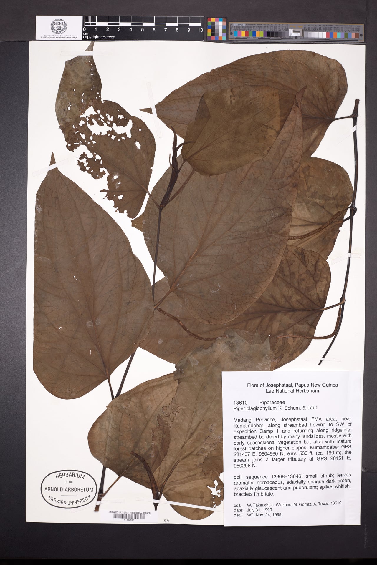 Piper plagiophyllum — photo
