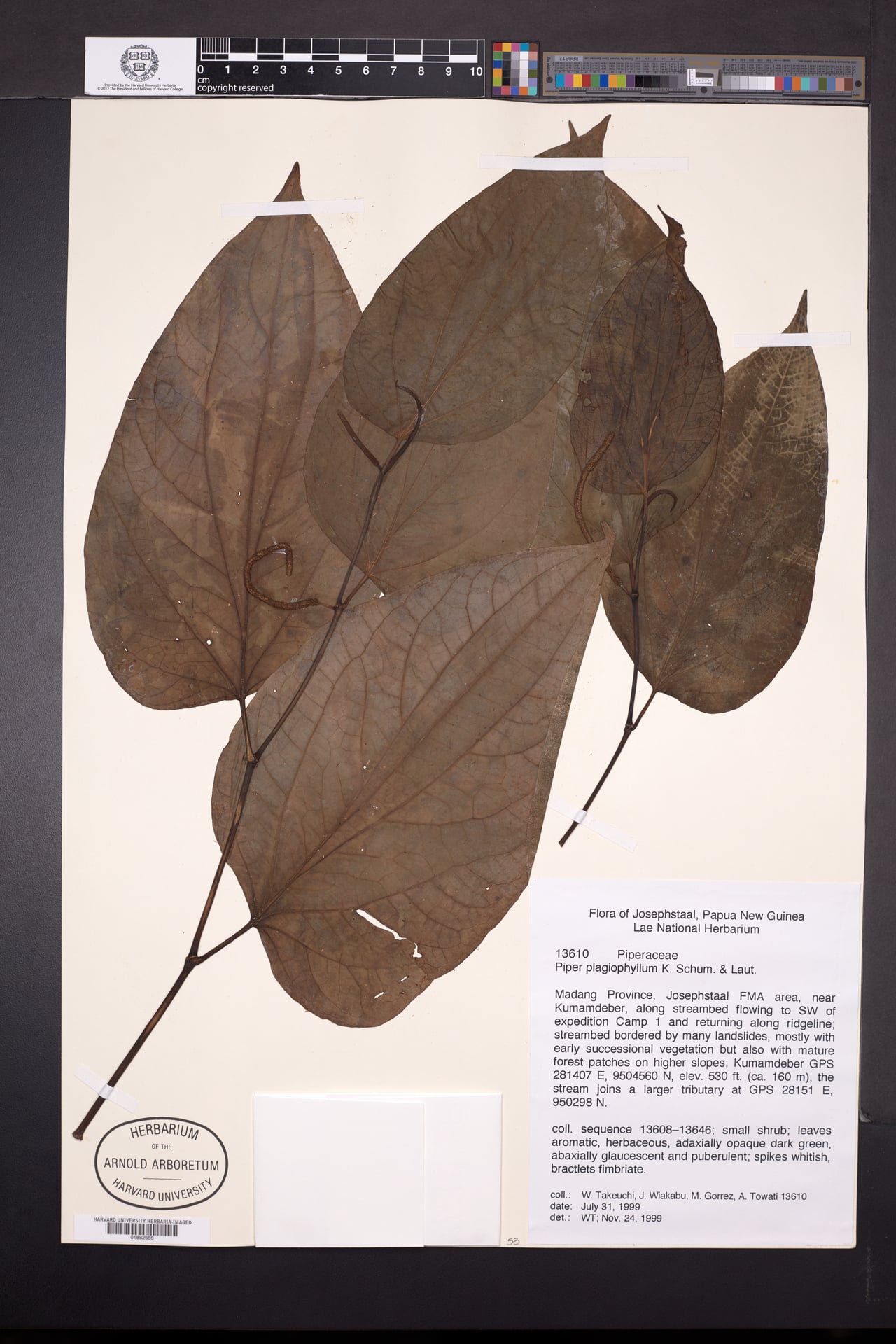 Piper plagiophyllum — photo