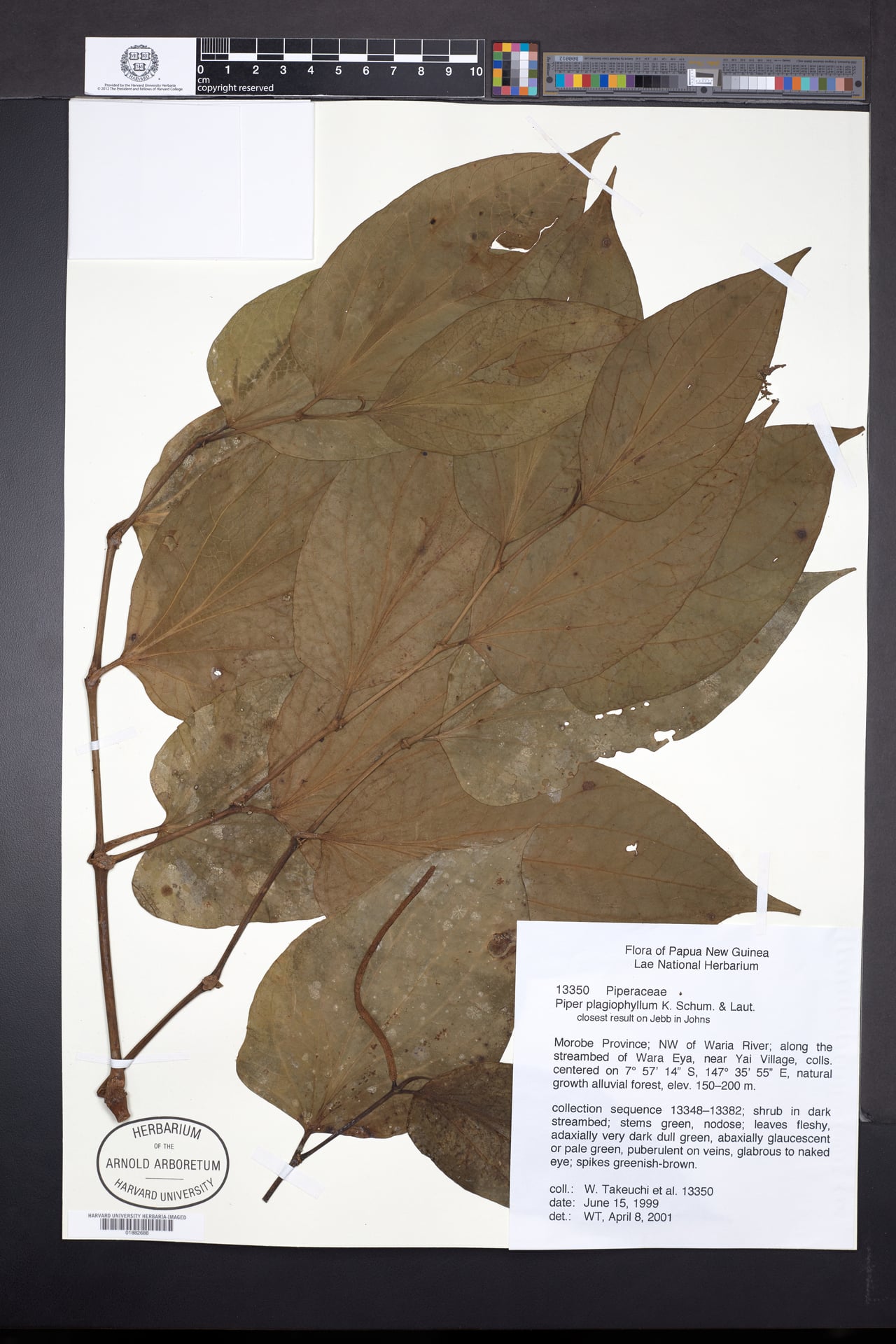 Piper plagiophyllum