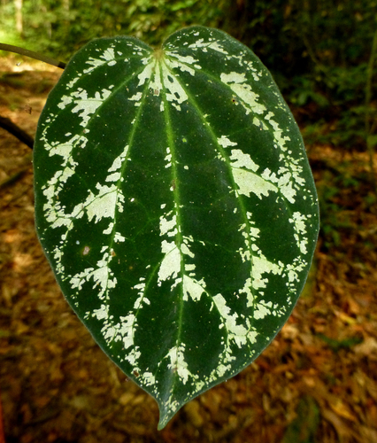Piper porphyrophyllum (Sireh rimau) — photo