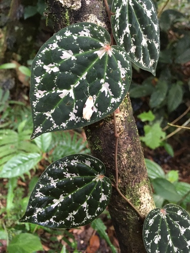 Piper porphyrophyllum (Sireh rimau) — photo