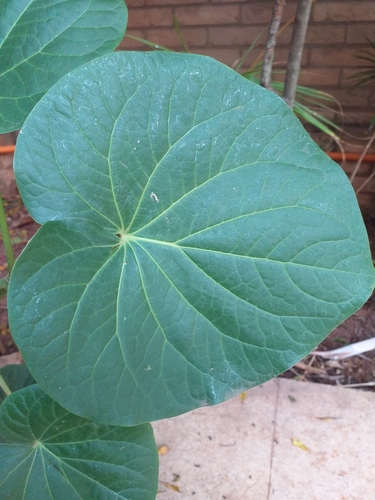 Piper regnellii (Nhandiba) — photo