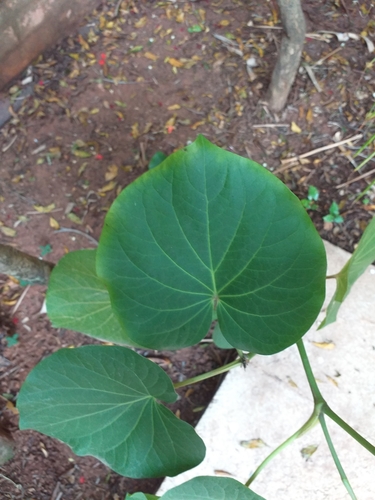 Piper regnellii (Nhandiba) — photo