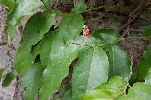 Piper retrofractum (Javanese long pepper) — photo